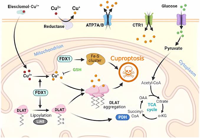 Int J Biol Sci Image