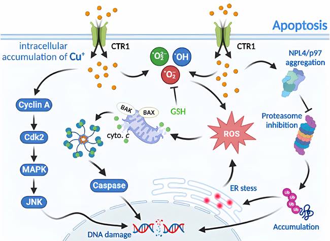 Int J Biol Sci Image