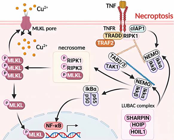 Int J Biol Sci Image