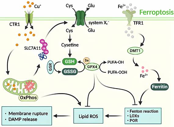 Int J Biol Sci Image