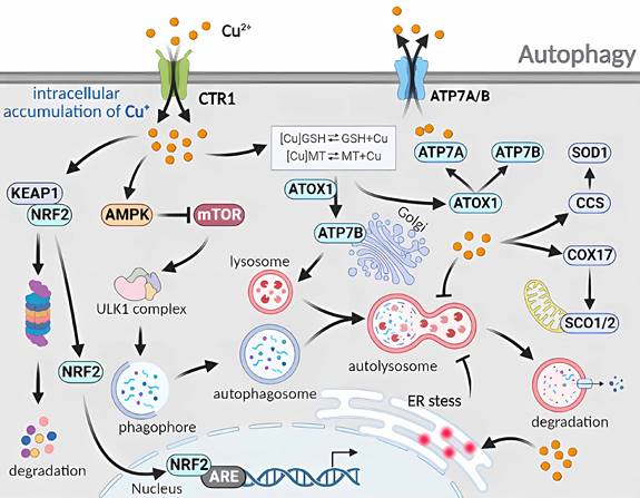 Int J Biol Sci Image