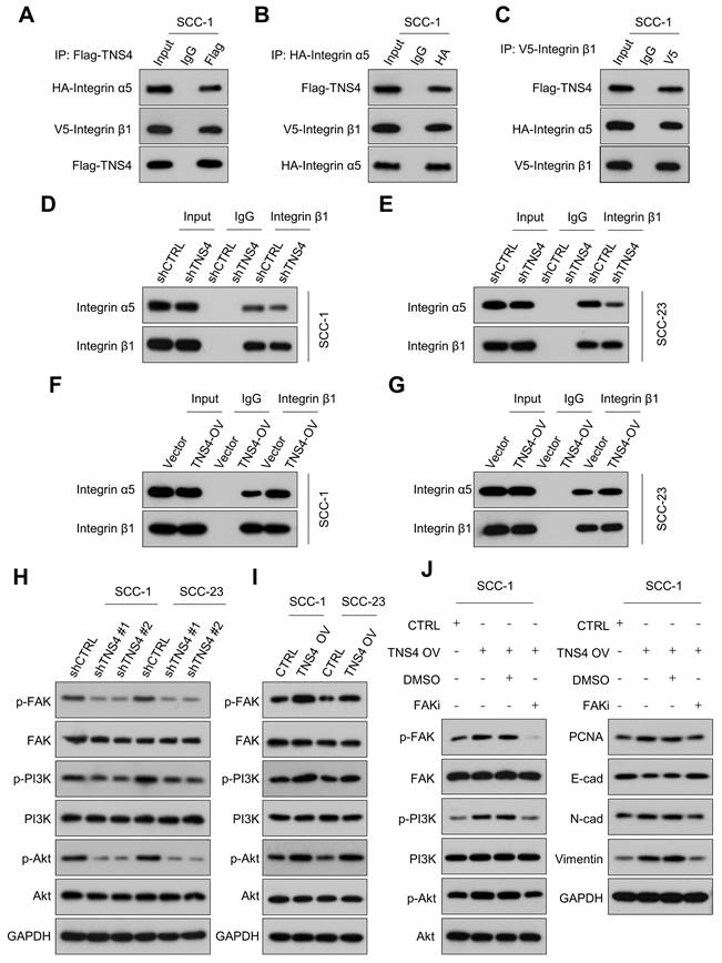 Int J Biol Sci Image