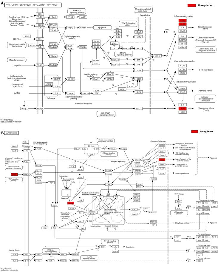 Int J Biol Sci Image