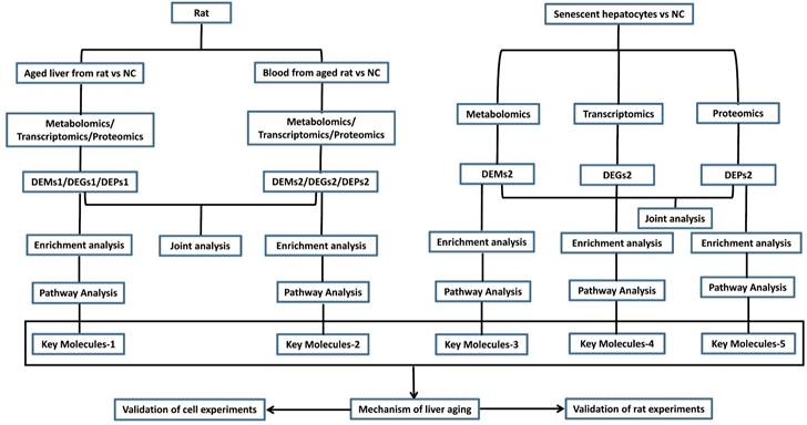 Int J Biol Sci Image