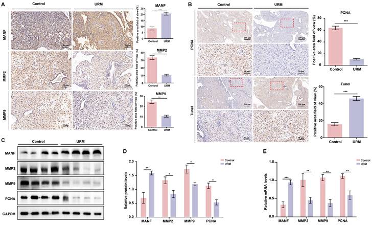 Int J Biol Sci Image