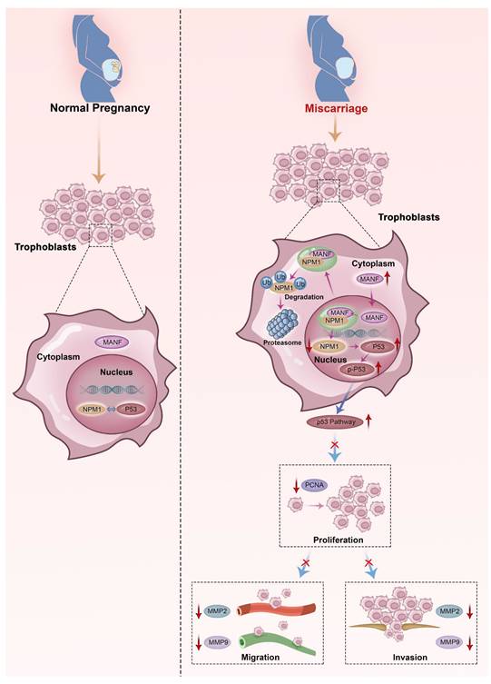 Int J Biol Sci Image