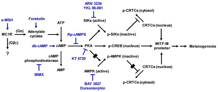 Int J Biol Sci Image