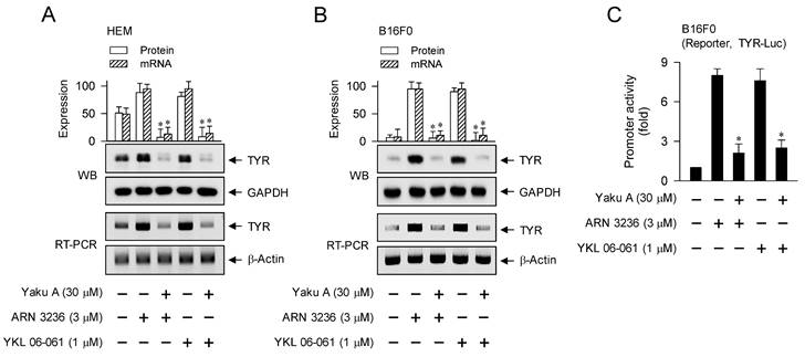 Int J Biol Sci Image