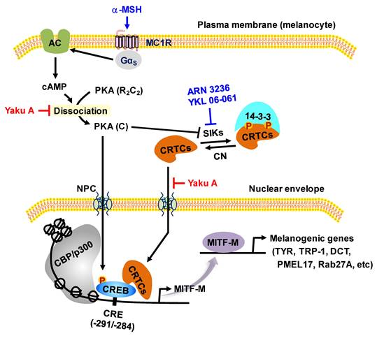 Int J Biol Sci Image