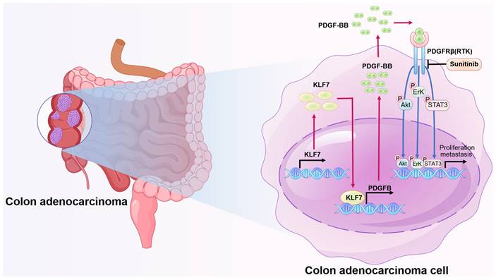 Int J Biol Sci Image