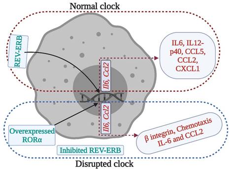 Int J Biol Sci Image