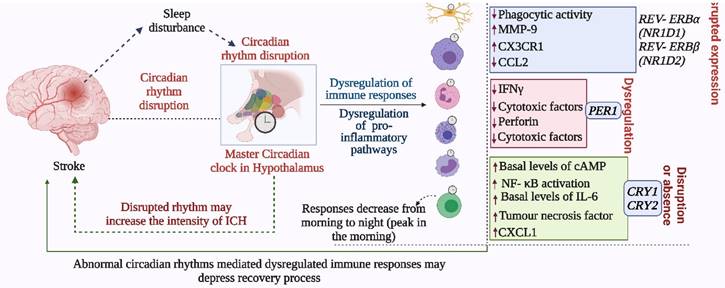 Int J Biol Sci Image