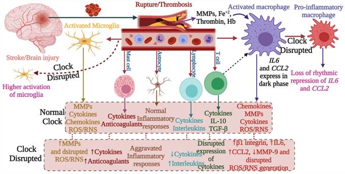 Int J Biol Sci Image