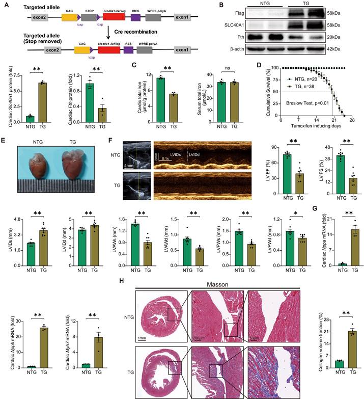 Int J Biol Sci Image