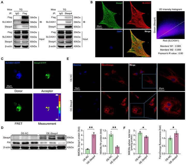 Int J Biol Sci Image