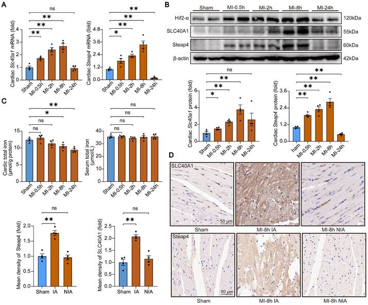 Int J Biol Sci Image