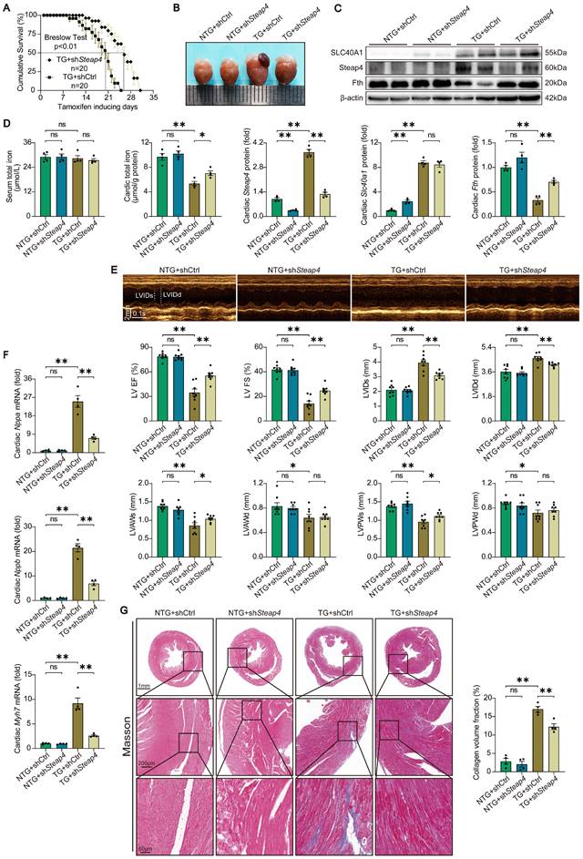 Int J Biol Sci Image