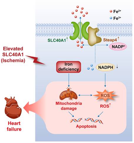 Int J Biol Sci Image