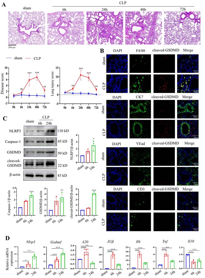 Int J Biol Sci Image