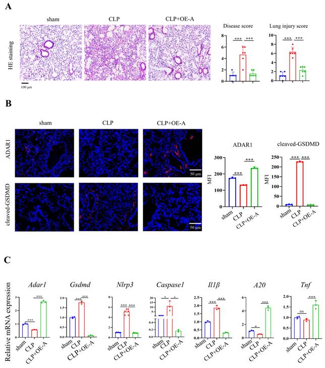 Int J Biol Sci Image