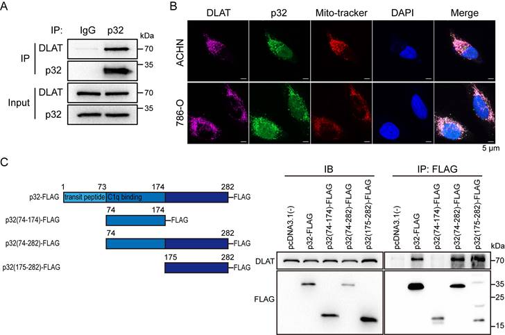 Int J Biol Sci Image