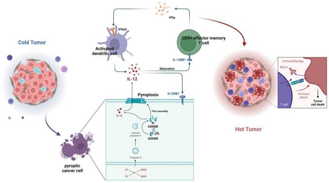 Int J Biol Sci Image