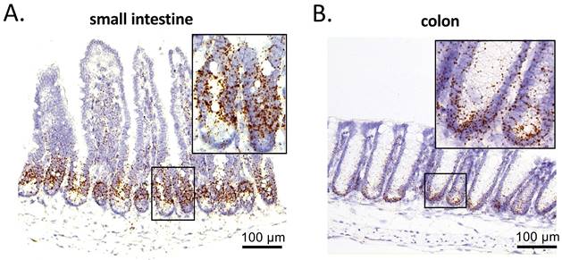 Int J Biol Sci Image