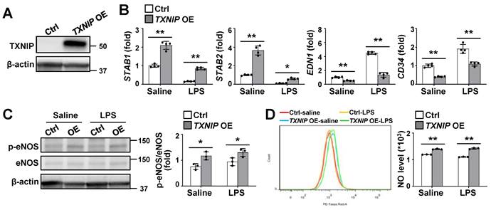 Int J Biol Sci Image