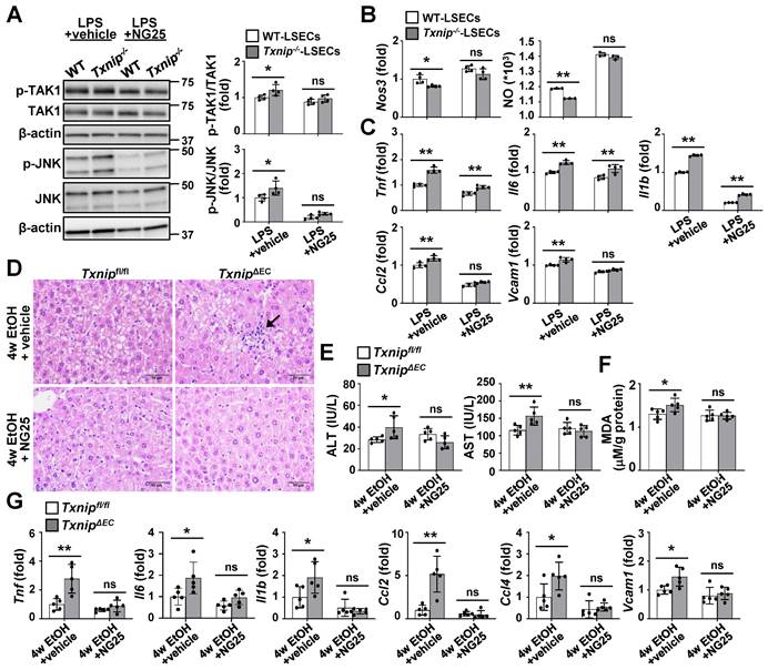 Int J Biol Sci Image