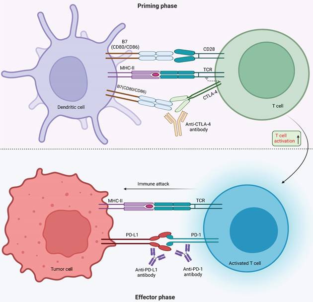 Int J Biol Sci Image