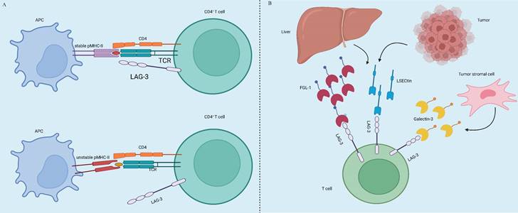 Int J Biol Sci Image