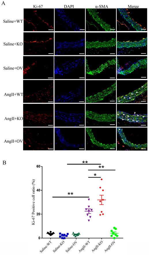 Int J Biol Sci Image