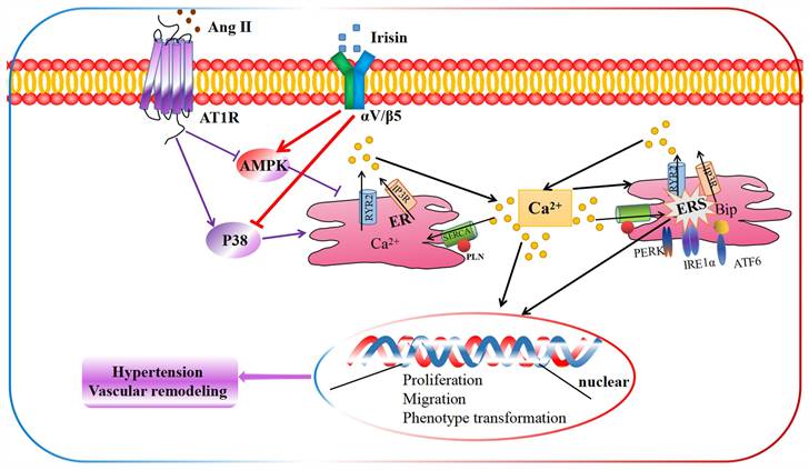 Int J Biol Sci Image