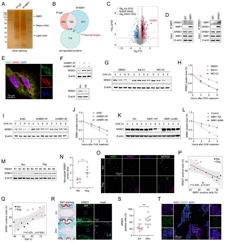 Int J Biol Sci Image