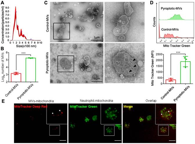 Int J Biol Sci Image