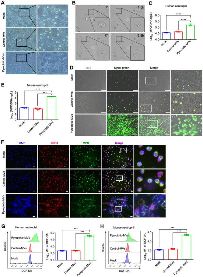 Int J Biol Sci Image