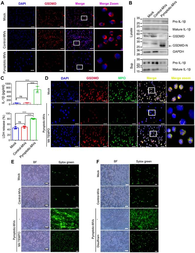 Int J Biol Sci Image