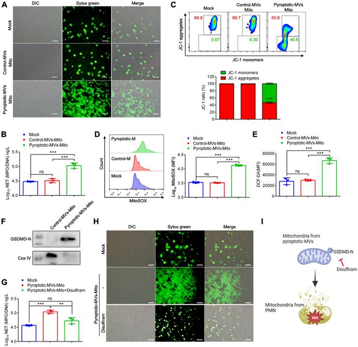 Int J Biol Sci Image