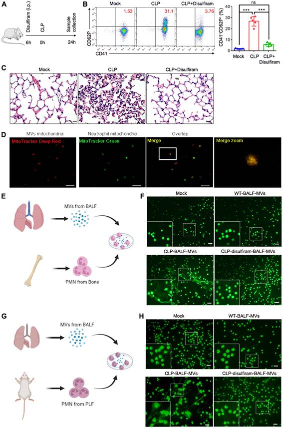 Int J Biol Sci Image