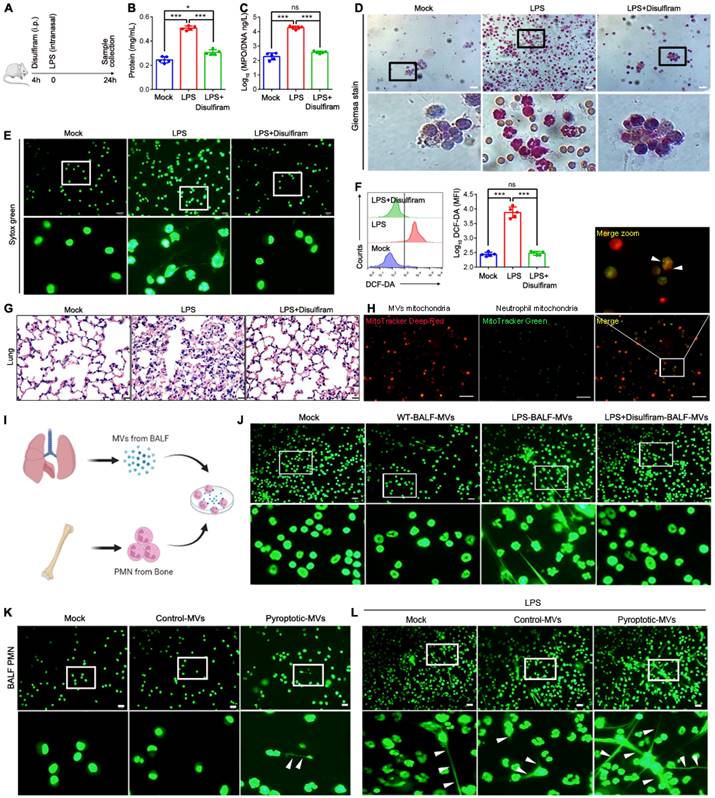 Int J Biol Sci Image