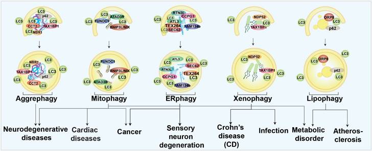 Int J Biol Sci Image