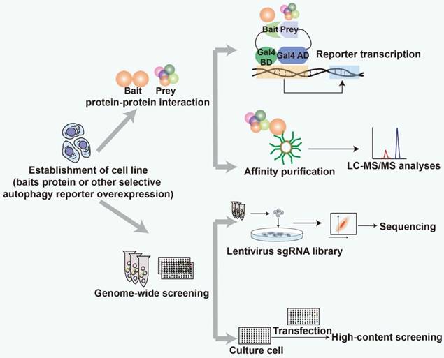 Int J Biol Sci Image