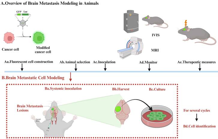 Int J Biol Sci Image