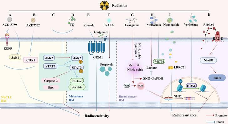 Int J Biol Sci Image