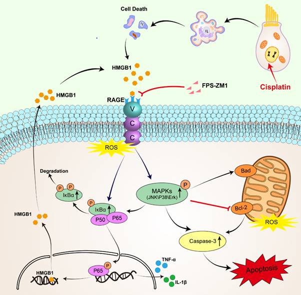 Int J Biol Sci Image