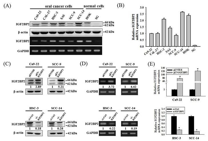 Int J Biol Sci Image