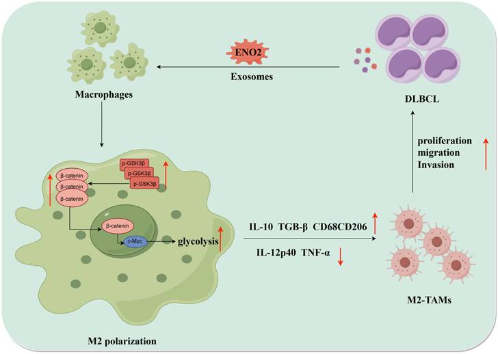 Int J Biol Sci Image