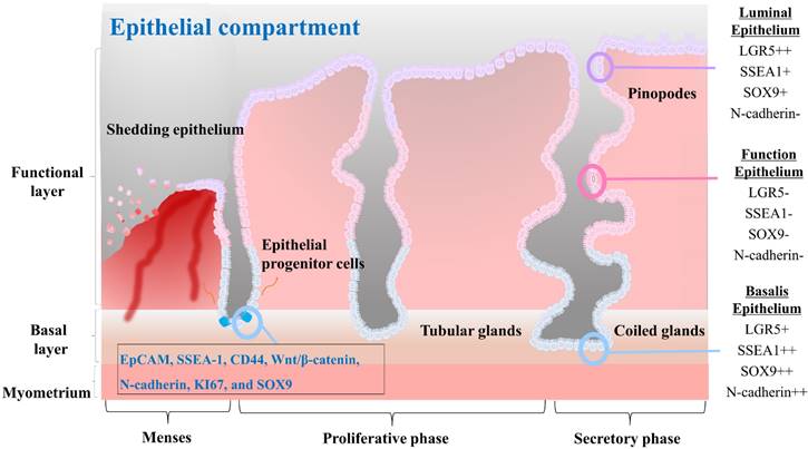 Int J Biol Sci Image