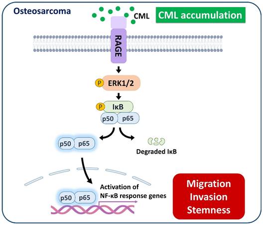 Int J Biol Sci Image