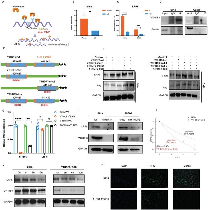 Int J Biol Sci Image